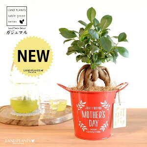 KW}ij Motherfs day uL oPc ԐF ؐv[gt y̓Mtg v[gz ܂̖ KW} K炷 K̎   bh F IW 