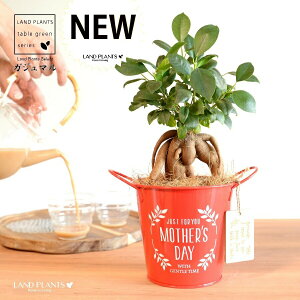 KW}ij Motherfs day uL oPc ԐF ؐv[gt y̓Mtg v[gz ܂̖ KW} K炷 K̎   bh F IW 