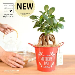 KW}ij Motherfs day uL oPc ԐF ؐv[gt y̓Mtg v[gz ܂̖ KW} K炷 K̎   bh F IW 