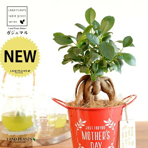 KW}ij Motherfs day uL oPc ԐF ؐv[gt y̓Mtg v[gz ܂̖ KW} K炷 K̎   bh F IW 