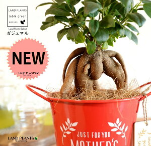 KW}ij Motherfs day uL oPc ԐF ؐv[gt y̓Mtg v[gz ܂̖ KW} K炷 K̎   bh F IW 