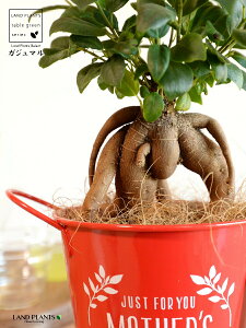 KW}ij Motherfs day uL oPc ԐF ؐv[gt y̓Mtg v[gz ܂̖ KW} K炷 K̎   bh F IW 