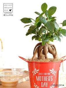 KW}ij Motherfs day uL oPc ԐF ؐv[gt y̓Mtg v[gz ܂̖ KW} K炷 K̎   bh F IW 