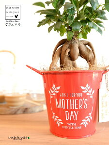 KW}ij Motherfs day uL oPc ԐF ؐv[gt y̓Mtg v[gz ܂̖ KW} K炷 K̎   bh F IW 