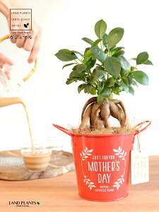 KW}ij Motherfs day uL oPc ԐF ؐv[gt y̓Mtg v[gz ܂̖ KW} K炷 K̎   bh F IW 