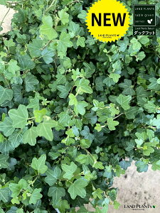 yP[X̔z ACr[i_bNtbgj 3 i28jc|bg  ubN Aq Ђ Ɗ _bN tbg  wf Ld^ ؒӑ   Aؔ rj[|bg A ϗtA c c