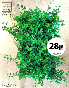 yP[X̔z ACr[i_bNtbgj 3 i28jc|bg  ubN Aq Ђ Ɗ _bN tbg  wf Ld^ ؒӑ   Aؔ rj[|bg A ϗtA c c