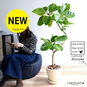 アルテシーマ (3Dカーブ曲がり) クリーム色 エッグ型 ラウンド 陶器鉢 【バークチップ・受皿】 観葉 観葉植物 送料無料 斑入り 斑 バリエガータ 葉模様 ゴムノキ ゴムの木 ゴム 3大人気フ