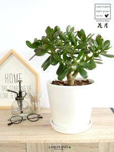 yAؔz JlmiLiԌFJQcj F Eh 픫 MTCY yo[N`bvEMz zCg NbX |cPA A   ̂Ȃ t`xjx