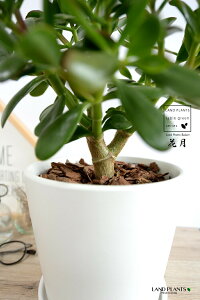 yAؔz JlmiLiԌFJQcj F Eh 픫 MTCY yo[N`bvEMz zCg NbX |cPA A   ̂Ȃ t`xjx