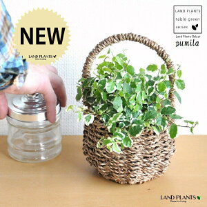 v~ij  t oXPbgZbg yoXPbgECi[ERRt@Co[z tBJX v~ v[~ JS  U  oXPbg  ϗtA ϗt