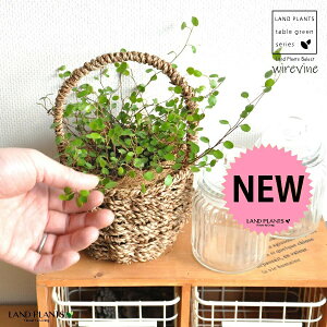 C[vc  t oXPbgZbg yoXPbgECi[ERRt@Co[z C[oC j ۂt ۗt JS  U  oXPbg  ϗtA ϗt