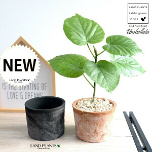 yIׂ锫Fz Ex[^iR`j F or F X|bg V_[^ eRb^ yVRӐ΁z  ubN IW TCY A  c c ϗtA  zCg 