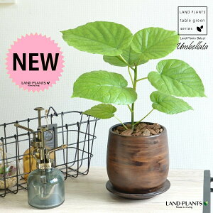 Ex[^iR`j Ebh yCg픫 STCY yo[N`bvEMz ؖڒ Ex[^ tBJX A  ۔  uE F   EH[ibg ϗtA