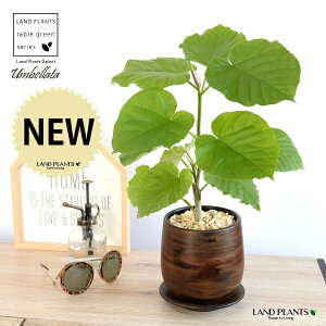 ウンベラータ(自然樹形) ウッド風 ペイント陶器鉢 Sサイズ 【天然砕石・受皿】茶 木目調 ウランベータ フィカス 鉢植え 鉢 丸鉢 陶器 ブラウン 茶色 茶 こげ茶 ウォールナット 観葉植物 植