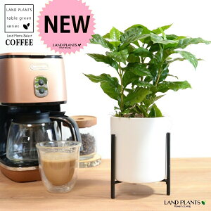 yJo[z R[q[̖ ACAX^ht  픫 F STCY yRRt@Co[EACAX^hz  coffee R[q[mL c c ϗtA A A   