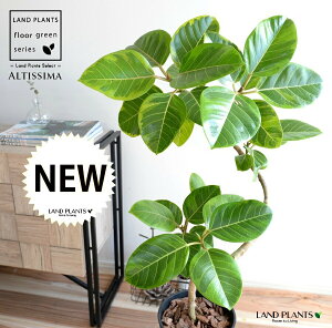 AeV[} i3DJ[u Ȃj F ZA[g 8 yo[N`bvEMz ϗt ϗtA   oGK[^ t͗l SmL S̖ S 3lCtBJX A  ^  