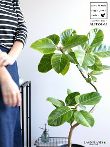 アルテシーマ (3Dカーブ 曲がり) 黒色 セラアート鉢 8号 【バークチップ・受皿】 観葉 観葉植物 斑入り 斑 バリエガータ 葉模様 ゴムノキ ゴムの木 ゴム 3大人気フィカス 鉢植え 鉢 大型 黒