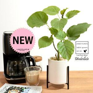 yJo[z Ex[^iR`j ACAX^ht 픫 F STCY ynCh{[EACAX^hz   X^h   IW ubN zCg TCY