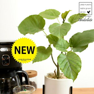 yJo[z Ex[^iR`j ACAX^ht 픫 F STCY ynCh{[EACAX^hz   X^h   IW ubN zCg TCY