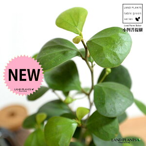 【お試し】 コバンボダイジュ(小判菩提樹) 黒色 プラスチック鉢 4号 【ココファイバー】 黒 ブラック フィカス デルトイデア 菩提樹 ボダイジュ 卓上サイズ 鉢植え 鉢 苗 苗木 観葉植物