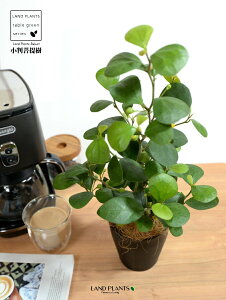 yz Ro{_CWij F vX`bN 4 yRRt@Co[z  ubN tBJX fgCfA  {_CW TCY A  c c ϗtA