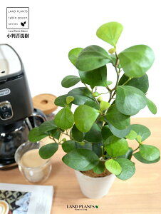 yz Ro{_CWij F vX`bN 4 yRRt@Co[z  zCg tBJX fgCfA  {_CW TCY A  c c ϗtA