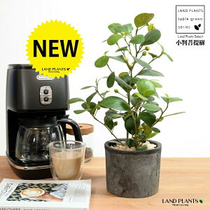 Ro{_CWij F X|bg V_[^ 픫 yVRӐ΁z  ubN tBJX fgCfA  {_CW eRb^ fĂ f Ă A  c c