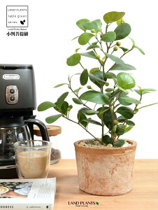 Ro{_CWij F X|bg V_[^ 픫 yVRӐ΁z  uE IW tBJX fgCfA  {_CW eRb^ fĂ f Ă A