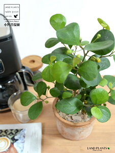 Ro{_CWij F X|bg V_[^ 픫 yVRӐ΁z  uE IW tBJX fgCfA  {_CW eRb^ fĂ f Ă A