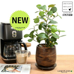 yh蔫z Ro{_CWij Ebh yCg 픫 STCY ynChz  ؖ EH[ibg tBJX fgCfA  {_CW  픫 Aؔ A