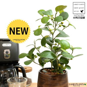 yh蔫z Ro{_CWij Ebh yCg 픫 STCY ynChz  ؖ EH[ibg tBJX fgCfA  {_CW  픫 Aؔ A