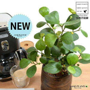 yh蔫z Ro{_CWij Ebh yCg 픫 STCY ynChz  ؖ EH[ibg tBJX fgCfA  {_CW  픫 Aؔ A