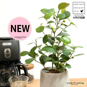 【手塗り鉢】 コバンボダイジュ(小判菩提樹) セメント製 ドロップ型 陶器鉢 Sサイズ 【ハイドロ】 灰 灰色 グレー フィカス デルトイデア 菩提樹 ボダイジュ 陶器 陶器鉢 植木鉢 セメント