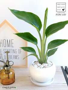 I[KX^ijRCj F ی^ 픫 yVRӐ΁EMz zCg Xg`A Xg`A V̔ 傫ȗt gsJ 썑 ][g  ی^ {[  A c c 