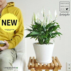 XpeBtBiԁj F Eh 픫 MTCY yF΁EMz zCg ̔Ԃ炩A c   XpeB   A  Eh^ ϗt 