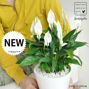 XpeBtBiԁj F Eh 픫 MTCY yF΁EMz zCg ̔Ԃ炩A c   XpeB   A  Eh^ ϗt 