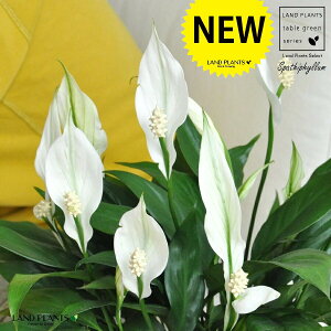 XpeBtBiԁj F Eh 픫 MTCY yF΁EMz zCg ̔Ԃ炩A c   XpeB   A  Eh^ ϗt 