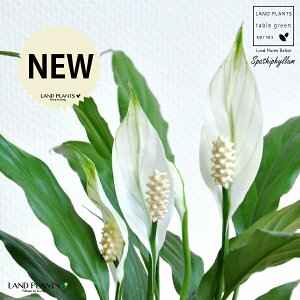 XpeBtBiԁj F ی^ 픫 yF΁EMz zCg ̔Ԃ炩A c   XpeB   A  {[ ϗt ϗtA