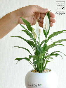 �X�p�e�B�t�B�����i���ԁj ���F �ی^ ���픫 �y���F���΁E��M�z�� �z���C�g ���̔������Ԃ��炩����A�� ���c�� ����� ������ �X�p�e�B ���� �� ���A�� �� �{�[�� �ϗt �ϗt�A��