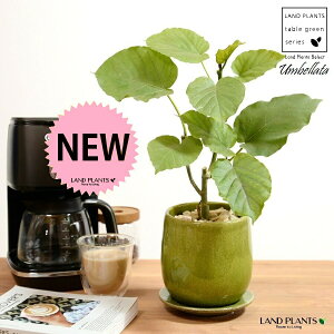 yz Ex[^iR`j O[ ̂ 픫 STCY yVRӐ΁EMz ΐF  tBJX S̖ S TCY A  c c ϗtA