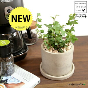 アイビー(ダックフット) セメント製 シリンダー型 陶器鉢 【天然砕石・受皿】灰 グレー アヒル あひる 家鴨 ダック フット 足跡 ヘデラ キヅタ 木蔦属 蔦 鉢 植木鉢 陶器 コンクリート 打