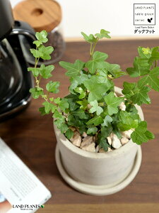 ACr[i_bNtbgj Zg V_[^ 픫 yVRӐ΁EMzD O[ Aq Ђ Ɗ _bN tbg  wf Ld^ ؒӑ   Aؔ  RN[g 