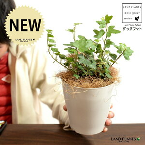 【お試し】 アイビー(ダックフット) 4号 プラスチック鉢 白色 【ココファイバー】白 ホワイト アヒル あひる 家鴨 ダック フット 足跡 ヘデラ キヅタ 木蔦属 蔦 鉢 植木鉢 鉢カバー プラ鉢