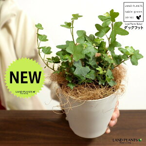 【お試し】 アイビー(ダックフット) 4号 プラスチック鉢 白色 【ココファイバー】白 ホワイト アヒル あひる 家鴨 ダック フット 足跡 ヘデラ キヅタ 木蔦属 蔦 鉢 植木鉢 鉢カバー プラ鉢