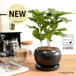 R[q[̖ F  픫 ynChEMz  coffee R[q[mL c c ϗtA A A    ubN  ی` Eh {[