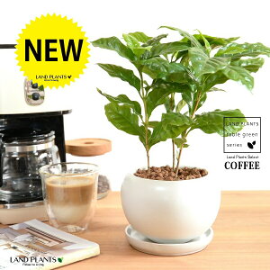 R[q[̖ F ی^ 픫 ynChEMz  coffee R[q[mL c c ϗtA A A    zCg  ی` Eh {[