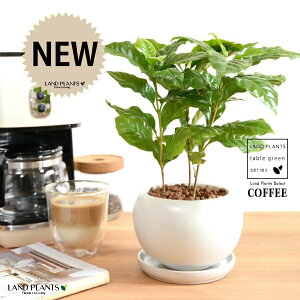 R[q[̖ F ی^ 픫 ynChEMz  coffee R[q[mL c c ϗtA A A    zCg  ی` Eh {[