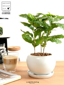 R[q[̖ F ی^ 픫 ynChEMz  coffee R[q[mL c c ϗtA A A    zCg  ی` Eh {[