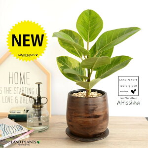 yz AeV[}ij Ebh yCg 픫 STCY yVRӐ΁EMz EH[ibg AeB[V} AeBbV} AeV} oGK[^  Ft 傫ȗt 